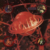 Pixies - Bossa Nova